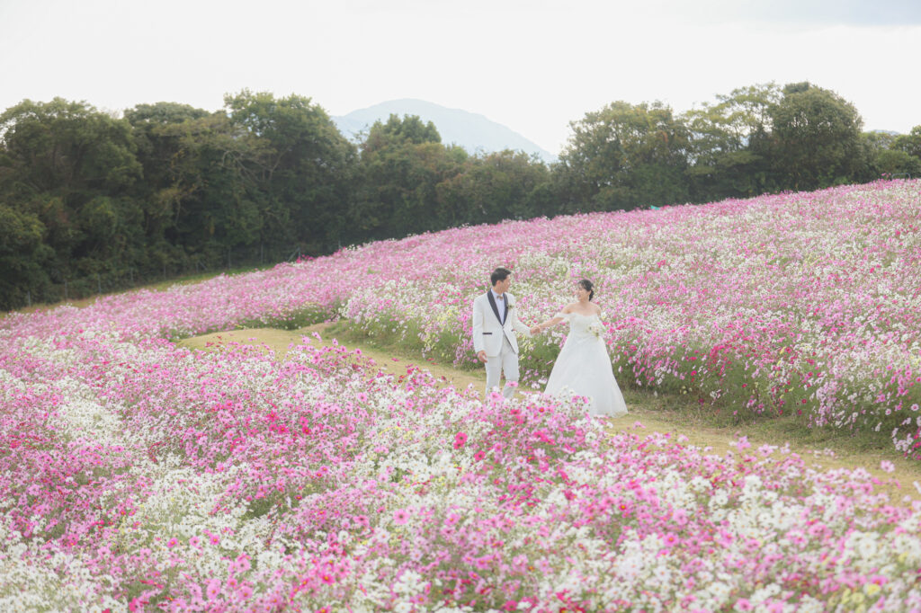 あわじ花さじき花畑撮影〜コスモス・サルビア〜 洋装