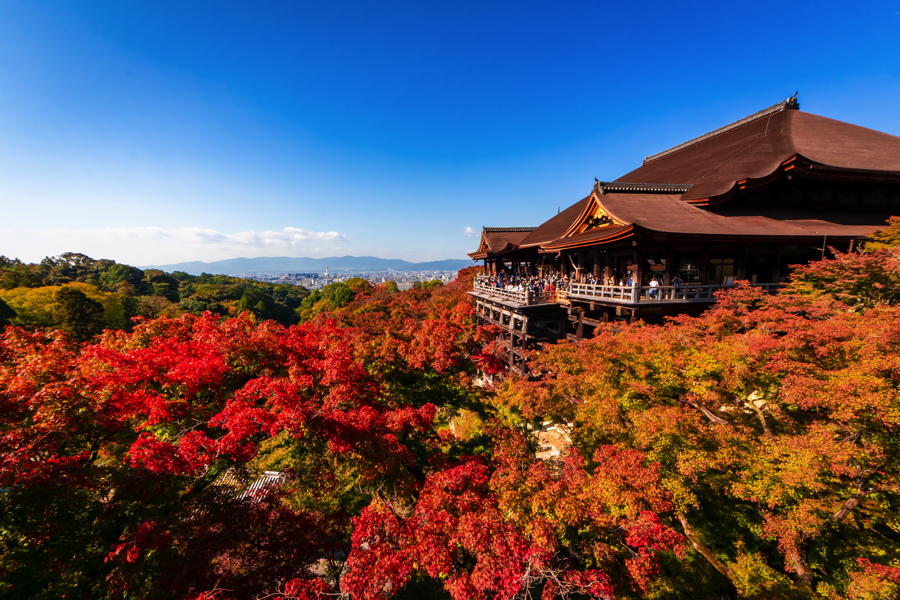 【2025年最新版】京都の紅葉シーズンを彩る特別な一日