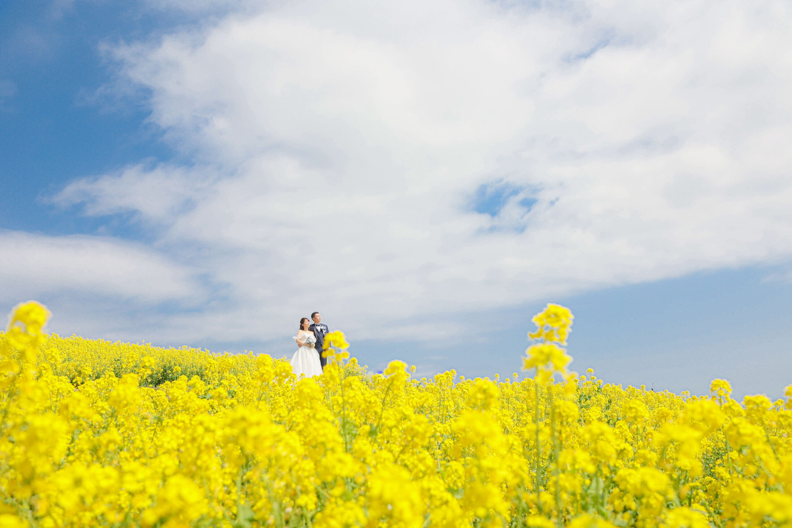 【早春キャンペーン】菜の花&ポピー花畑