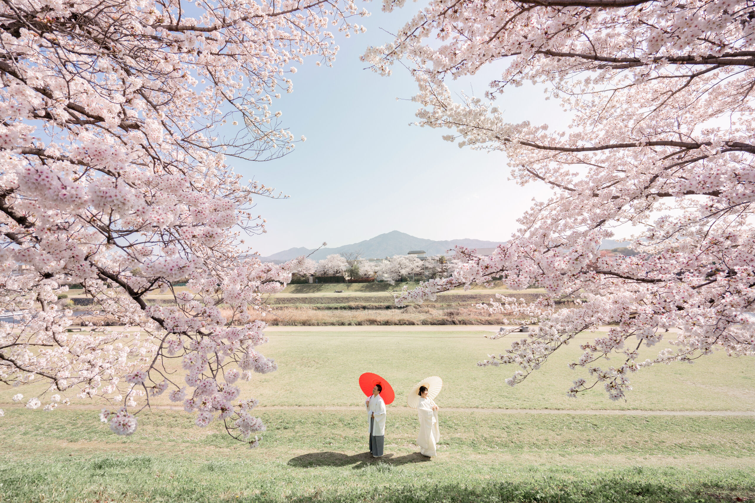 【2026年最新】京都の桜フォトウェディング完全ガイド｜おすすめスポットと後悔しない準備のポイント