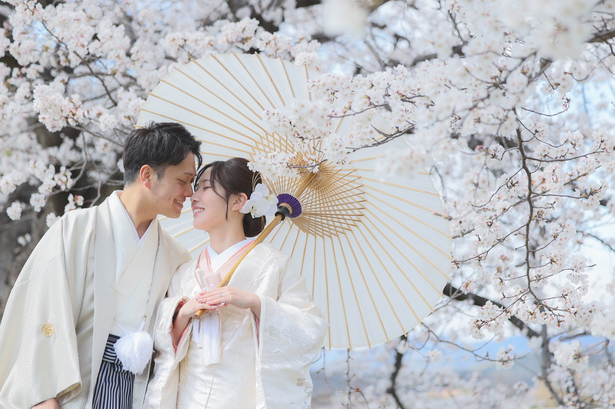 【2026年最新】京都の桜フォトウェディング完全ガイド｜おすすめスポットと後悔しない準備のポイント