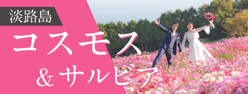 【~10月】サルビア【10月20日~11月15日】コスモス撮影